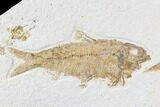 Detailed Pair Of Knightia Fossil Fish - Wyoming #86510-1